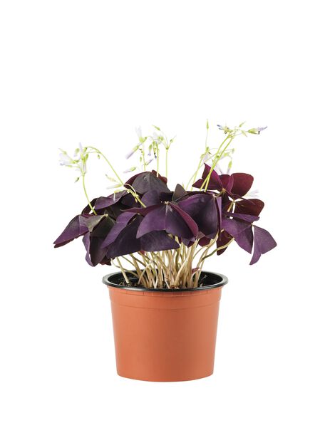 514764-oxalis-triangularis-10cm-514764.jpg