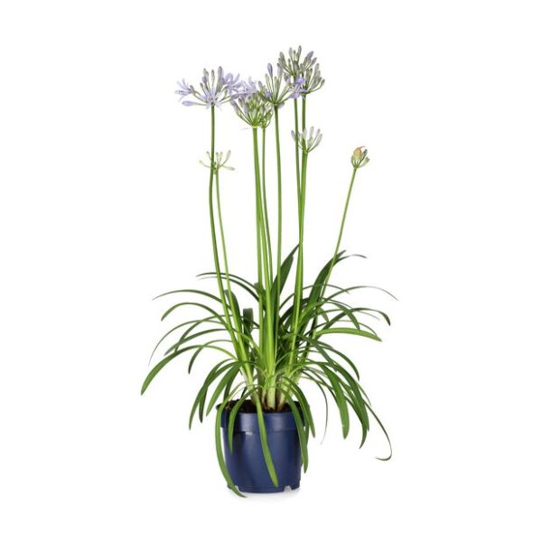 FW-Agapanthus-Superb-17-cm-547684-1.jpg