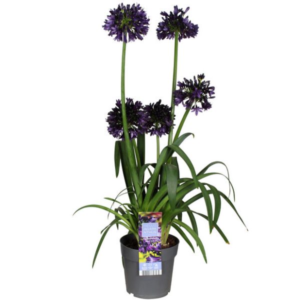 FW-agapanthus_blackjack_23cm_554367.jpg