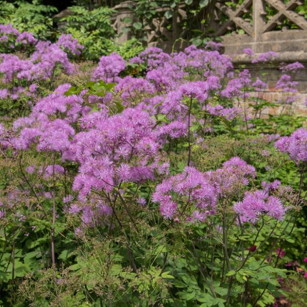 FW-thalictrum-aquilegiifolium-thundercloud-549074.jpg
